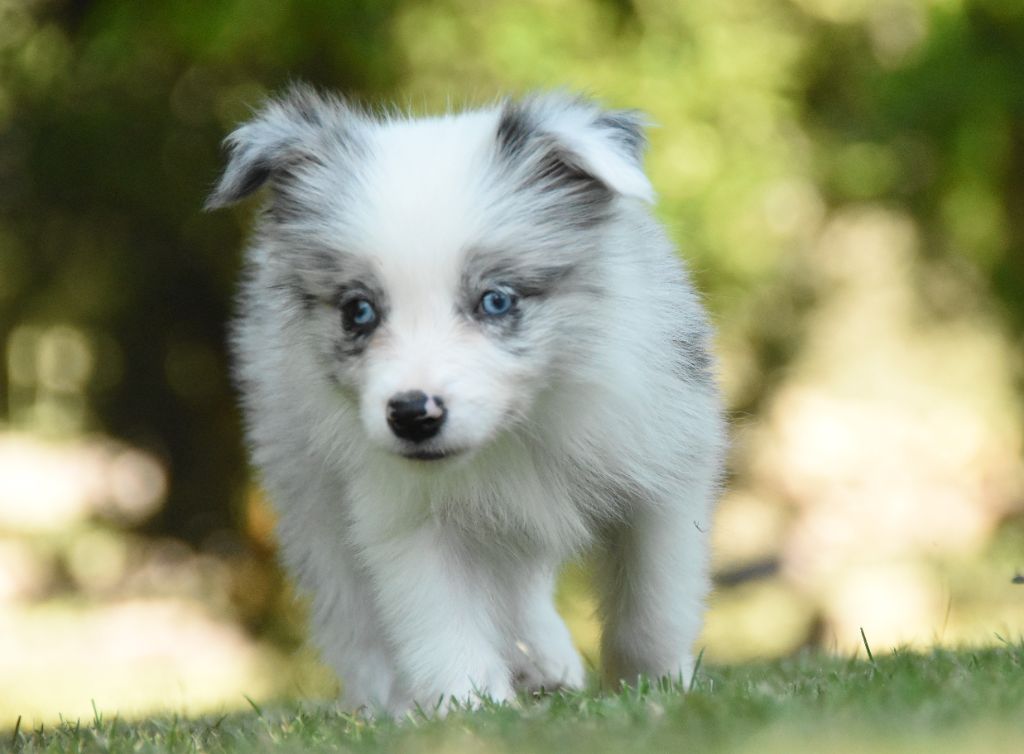des Collines de Sagne - Chiots disponibles - Border Collie