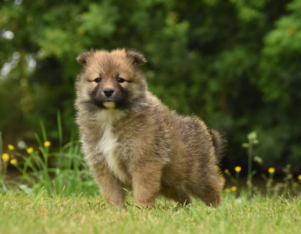 des Collines de Sagne - Chiots disponibles - Chien finnois de Laponie