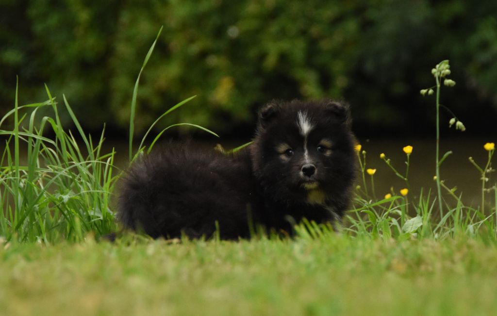 des Collines de Sagne - Chiots disponibles - Chien finnois de Laponie