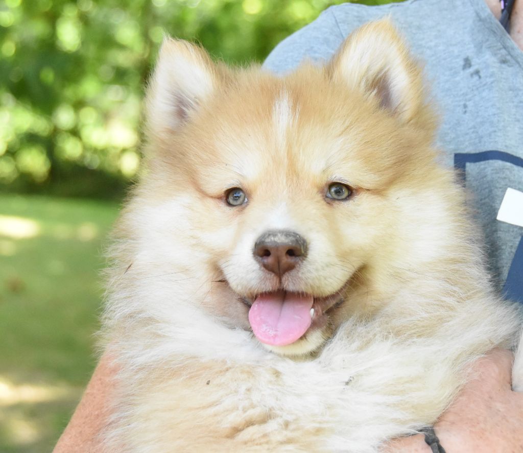des Collines de Sagne - Chiots disponibles - Chien finnois de Laponie