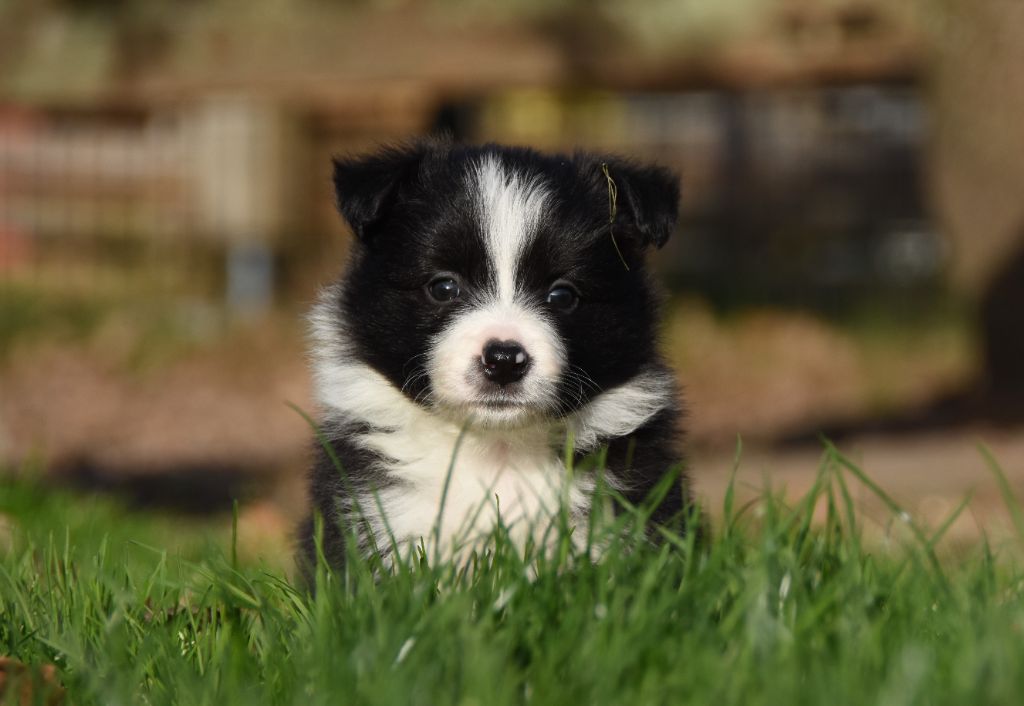 des Collines de Sagne - Chiots disponibles - Border Collie
