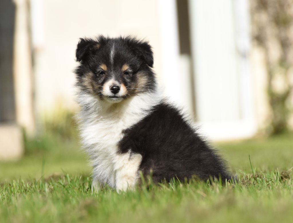 des Collines de Sagne - Chiots disponibles - Shetland Sheepdog