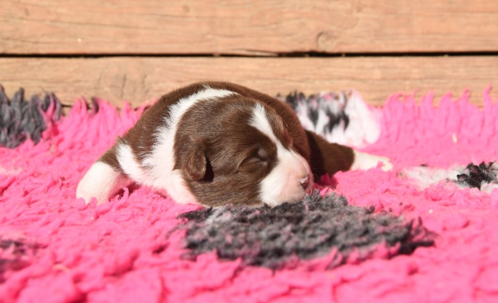 des Collines de Sagne - Chiots disponibles - Border Collie