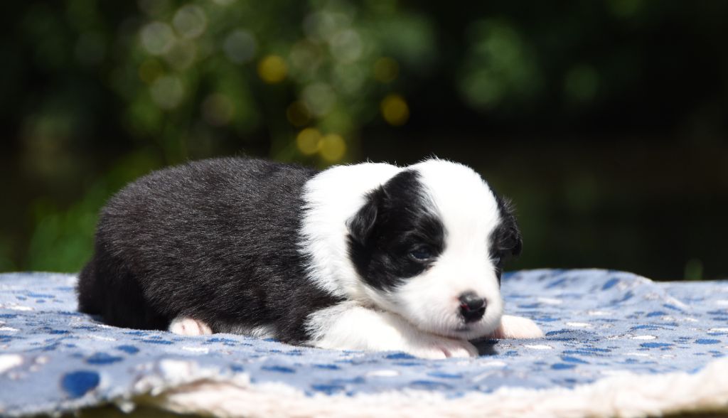 des Collines de Sagne - Chiots disponibles - Border Collie