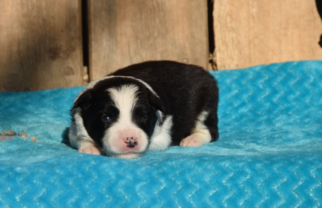 des Collines de Sagne - Chiots disponibles - Border Collie