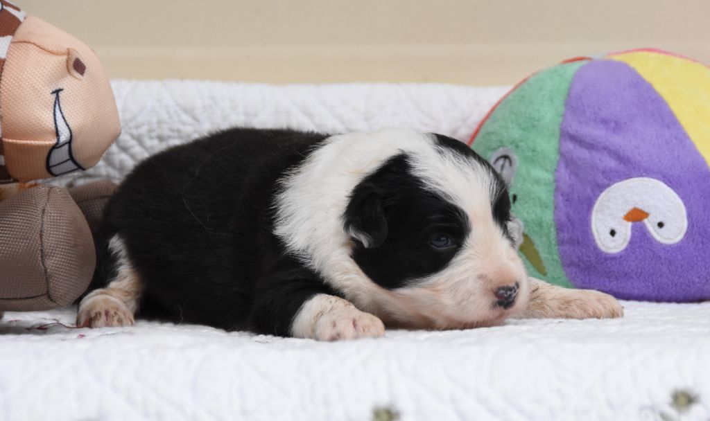 des Collines de Sagne - Chiots disponibles - Border Collie
