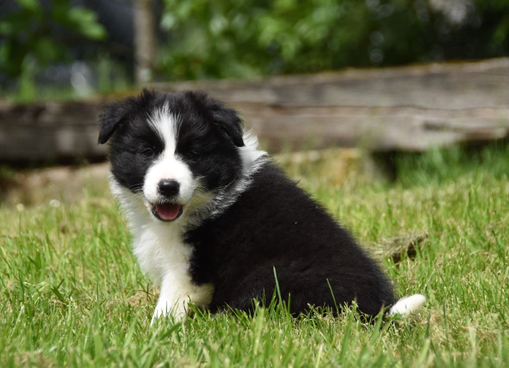 des Collines de Sagne - Border Collie - Portée née le 10/03/2025
