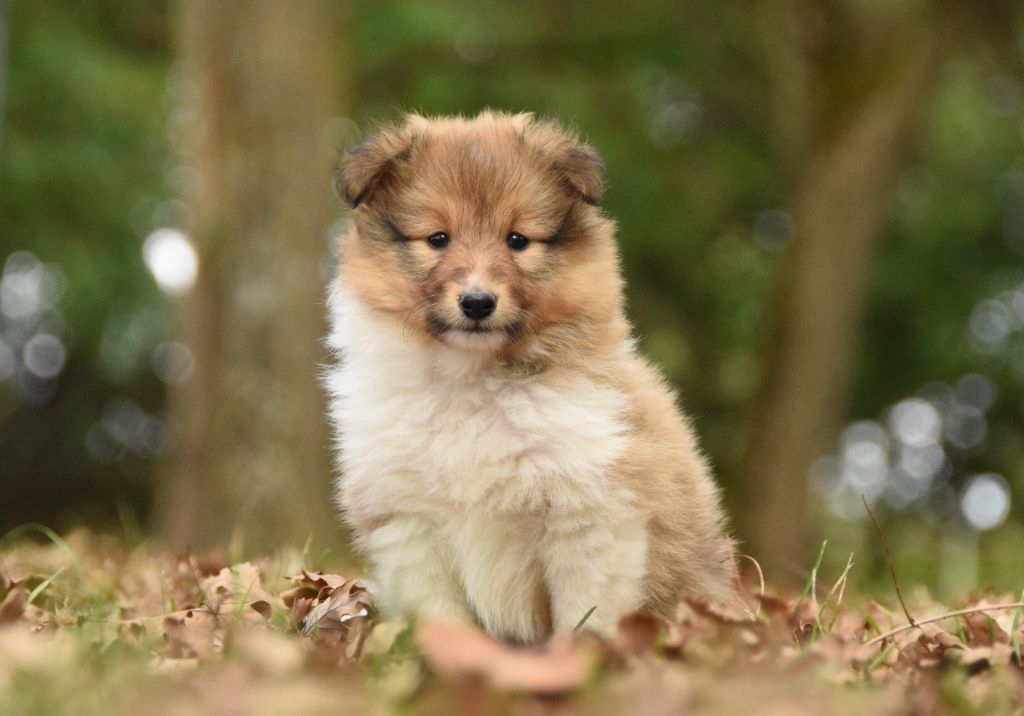 des Collines de Sagne - Chiots disponibles - Shetland Sheepdog