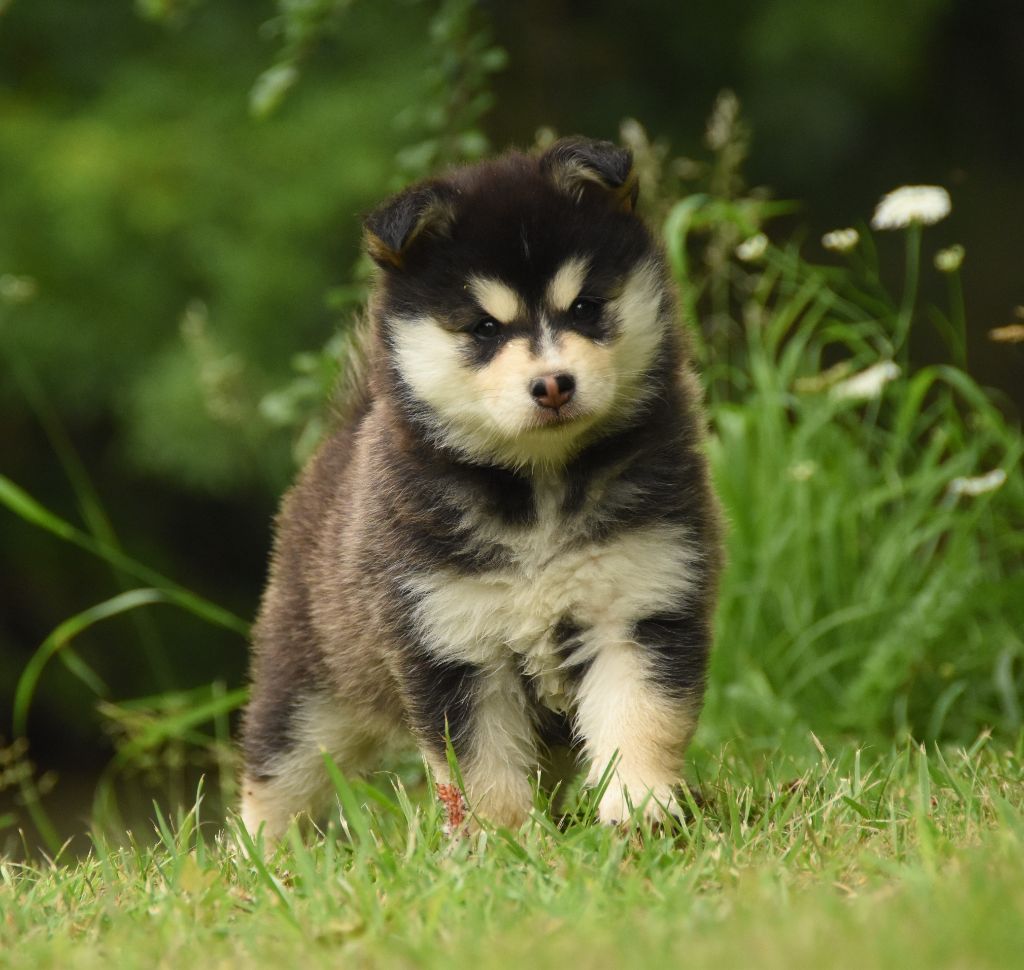 des Collines de Sagne - Chiots disponibles - Chien finnois de Laponie