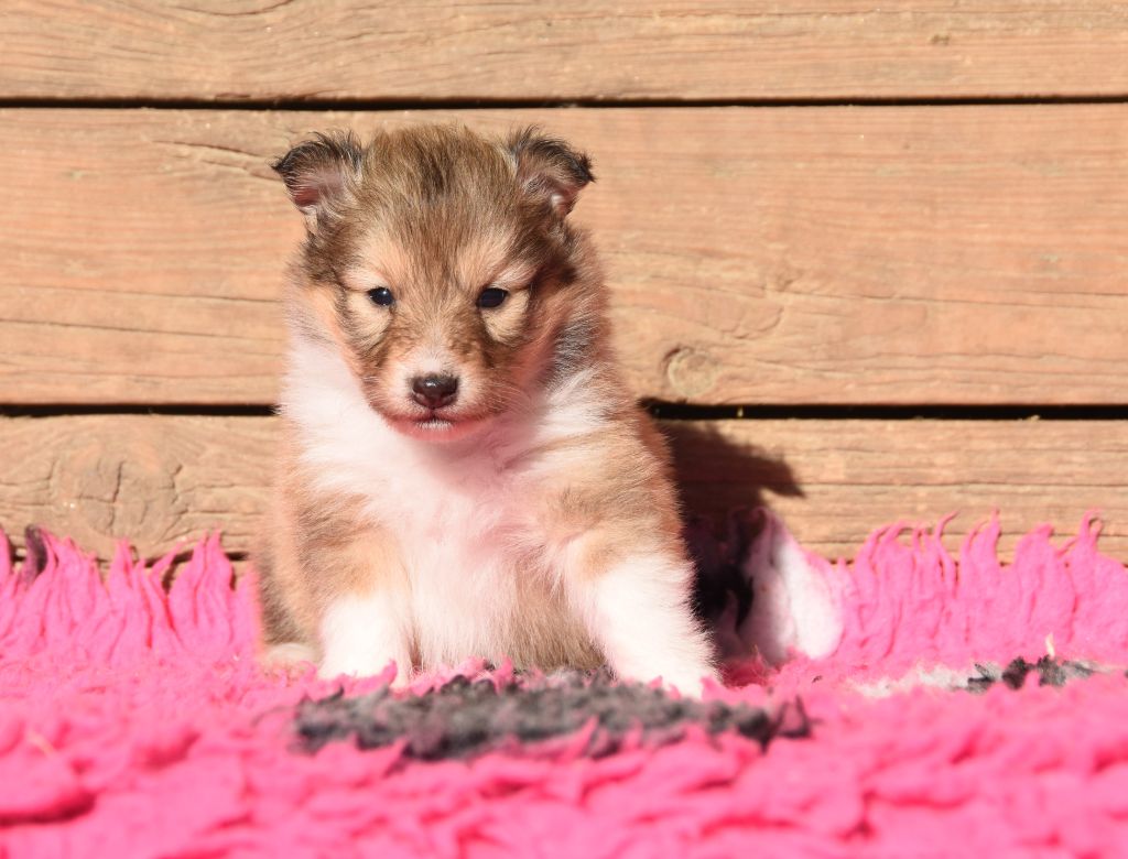 des Collines de Sagne - Chiots disponibles - Shetland Sheepdog
