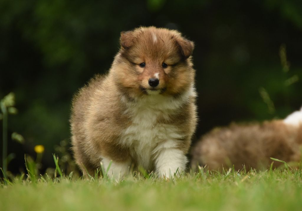 des Collines de Sagne - Chiots disponibles - Shetland Sheepdog