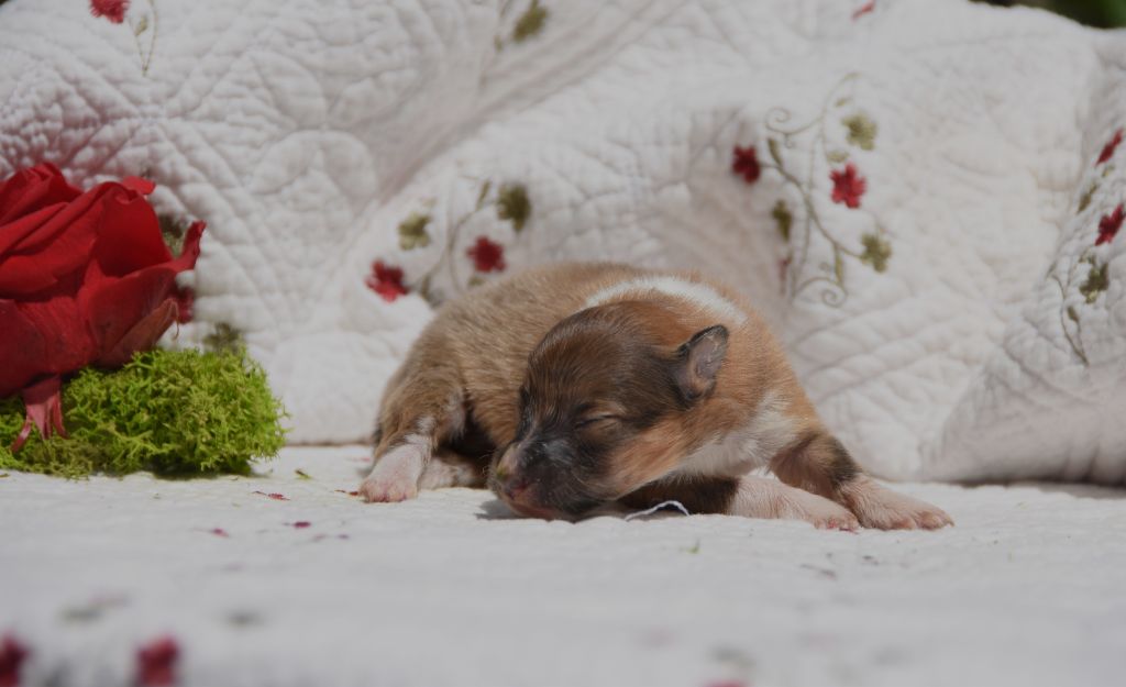 des Collines de Sagne - Chiots disponibles - Shetland Sheepdog