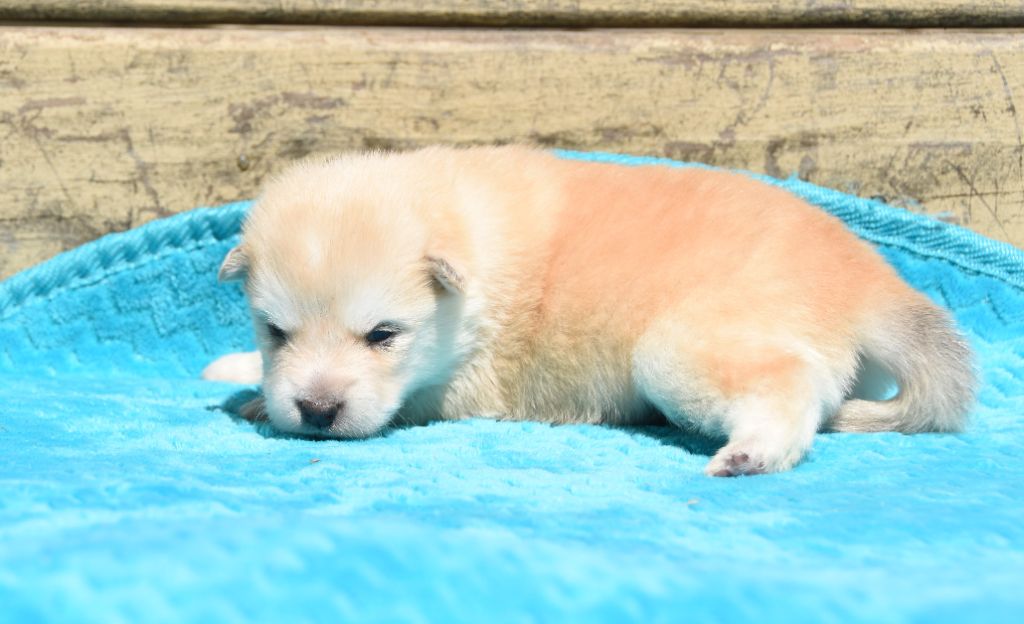 des Collines de Sagne - Chiots disponibles - Chien finnois de Laponie
