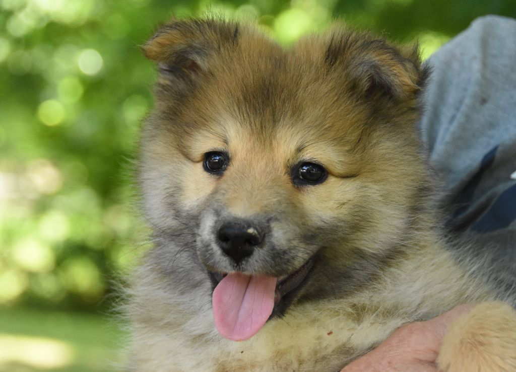 des Collines de Sagne - Chiots disponibles - Chien finnois de Laponie