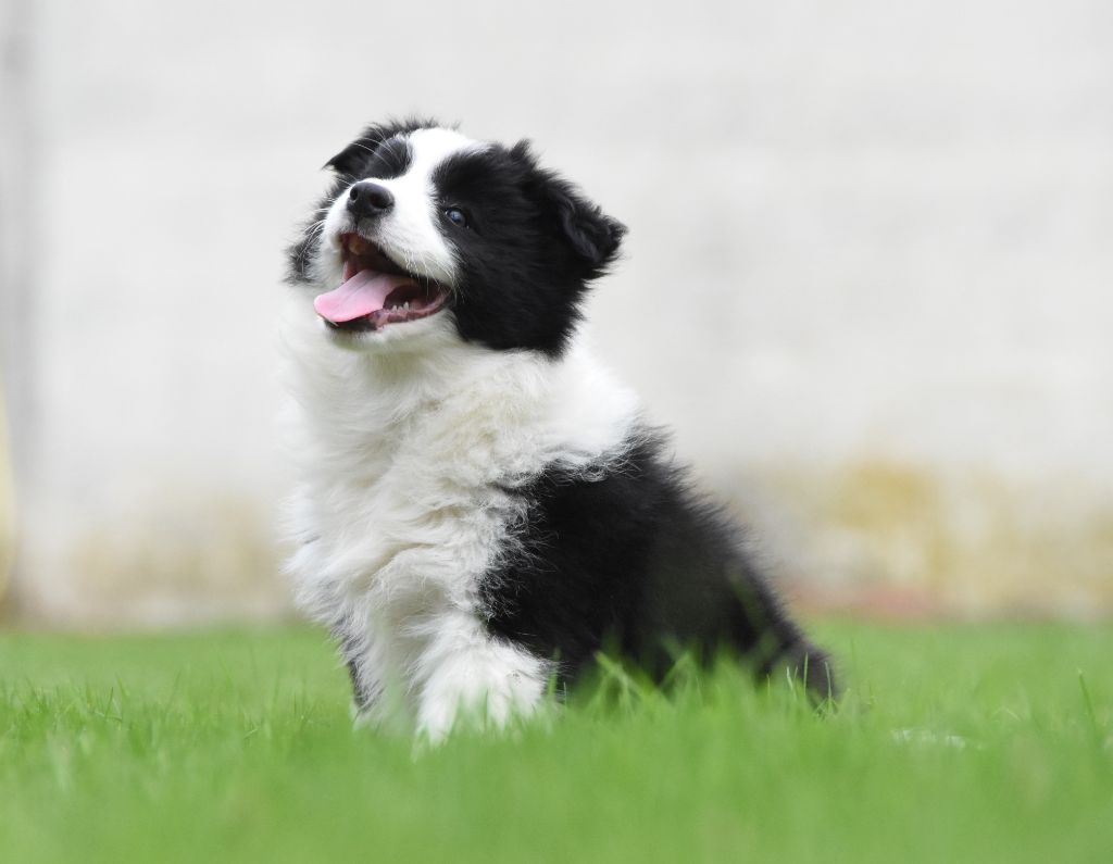 des Collines de Sagne - Chiots disponibles - Border Collie
