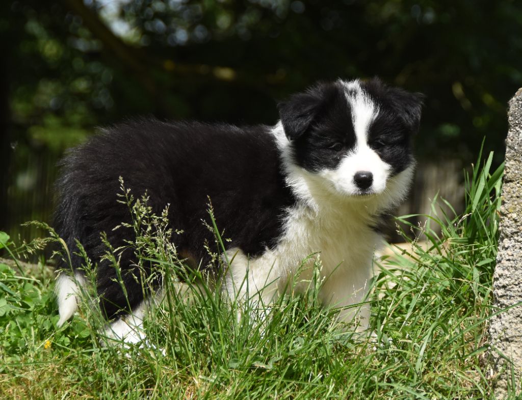 des Collines de Sagne - Chiots disponibles - Border Collie