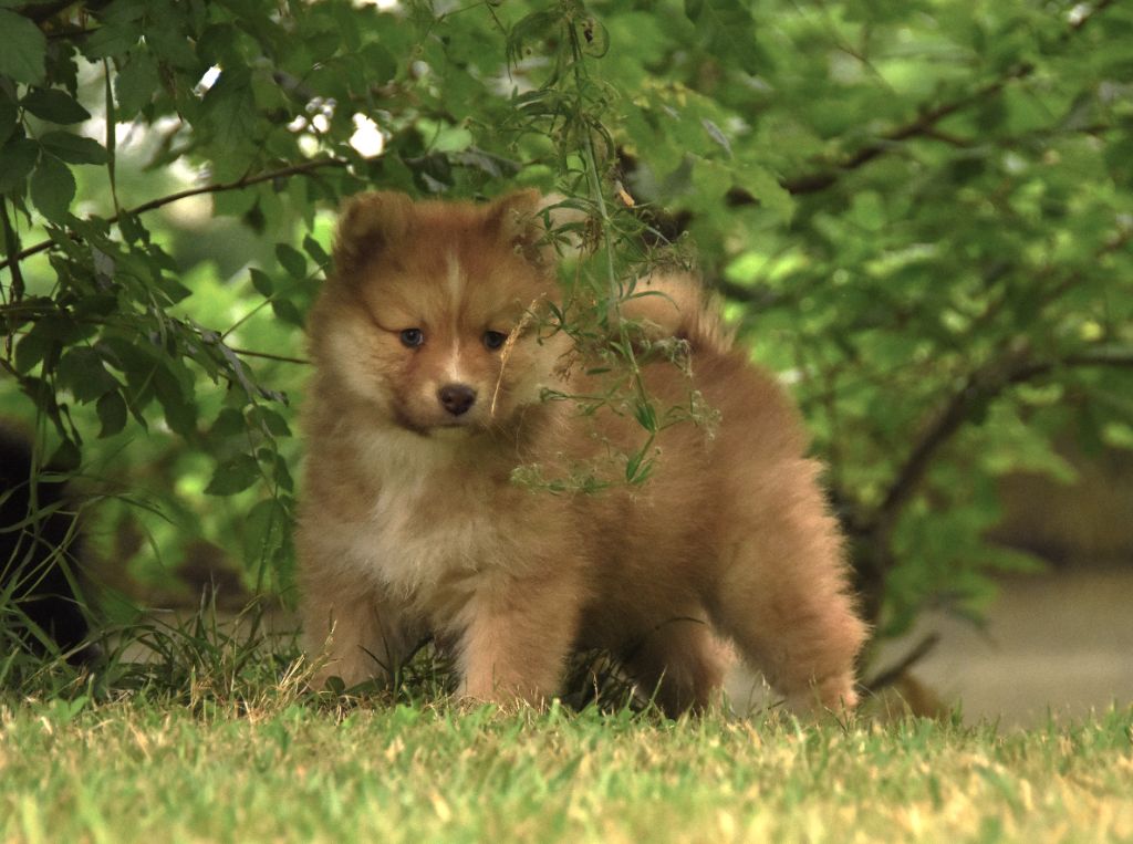 des Collines de Sagne - Chiots disponibles - Chien finnois de Laponie