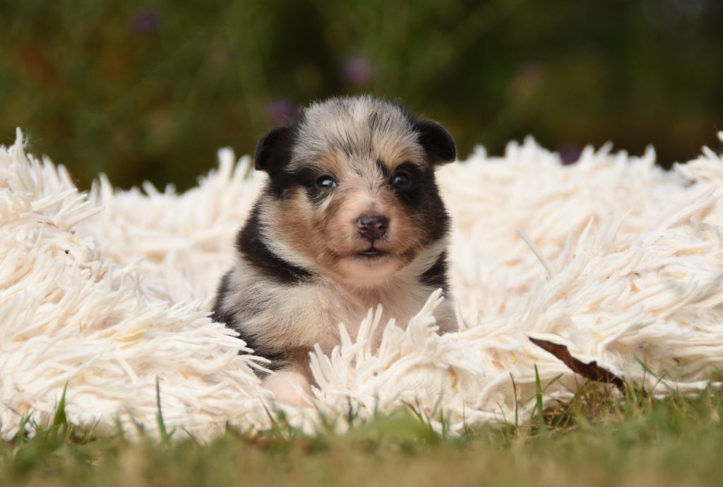 des Collines de Sagne - Chiots disponibles - Shetland Sheepdog