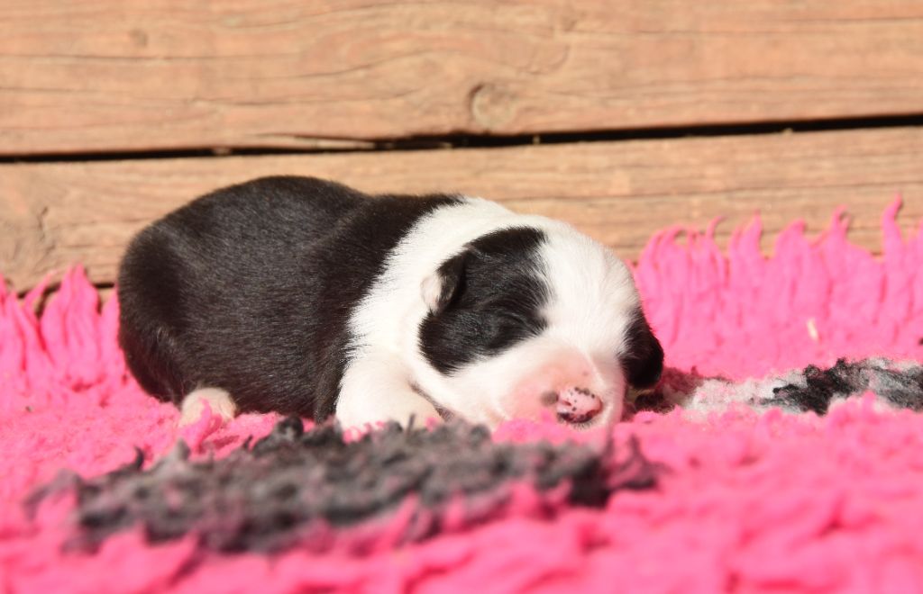 des Collines de Sagne - Chiots disponibles - Border Collie