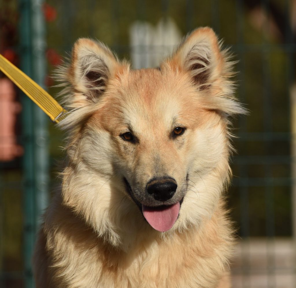 des Collines de Sagne - Chiots disponibles - Chien finnois de Laponie