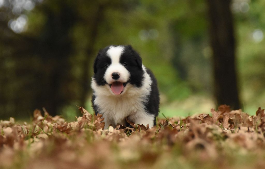 des Collines de Sagne - Chiots disponibles - Border Collie