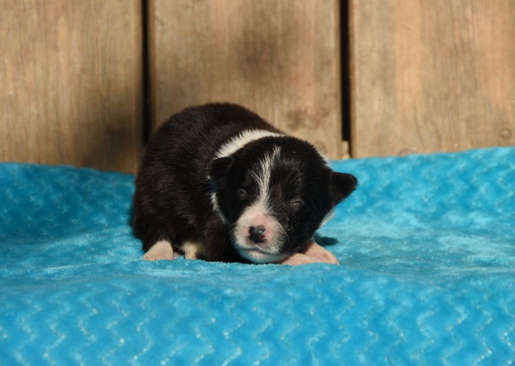 des Collines de Sagne - Chiots disponibles - Border Collie