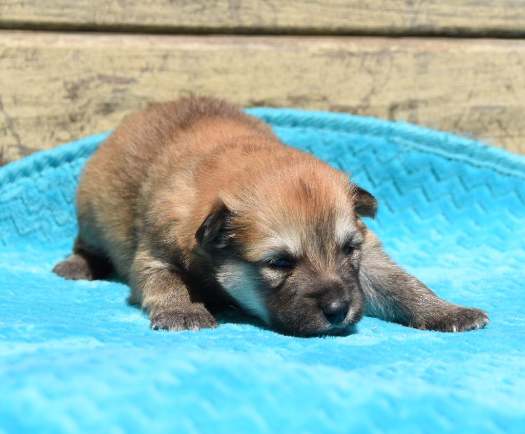des Collines de Sagne - Chiots disponibles - Chien finnois de Laponie