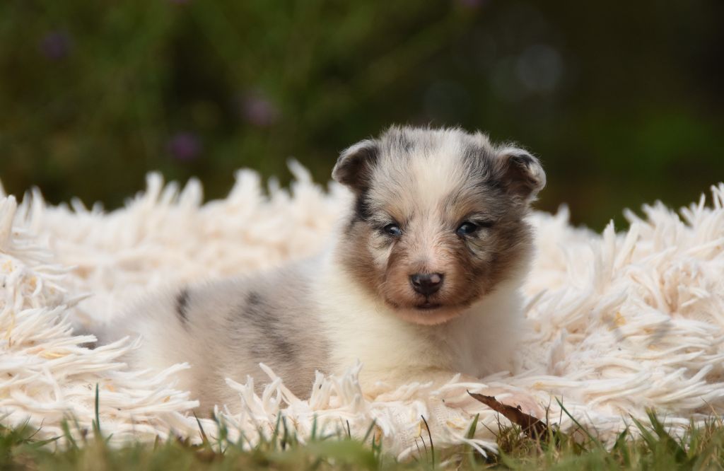 des Collines de Sagne - Chiots disponibles - Shetland Sheepdog
