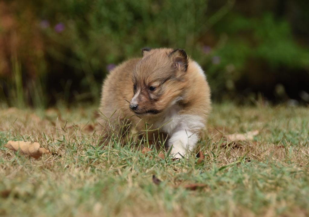 des Collines de Sagne - Chiots disponibles - Shetland Sheepdog