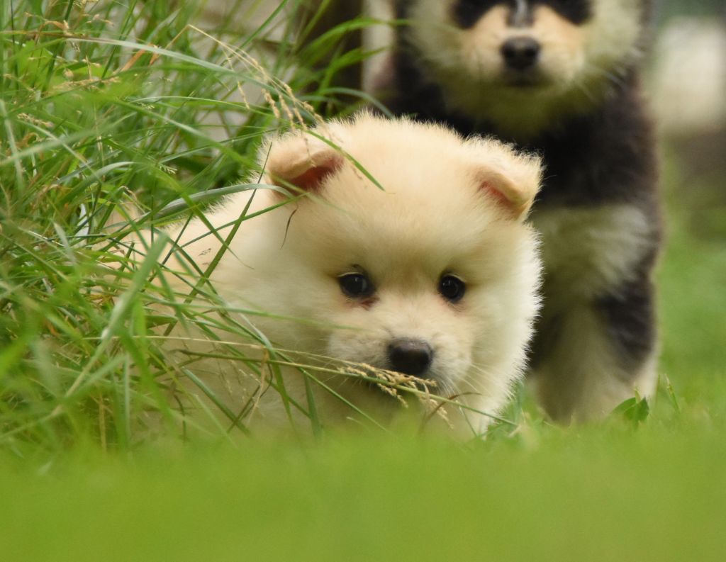 des Collines de Sagne - Chiots disponibles - Chien finnois de Laponie
