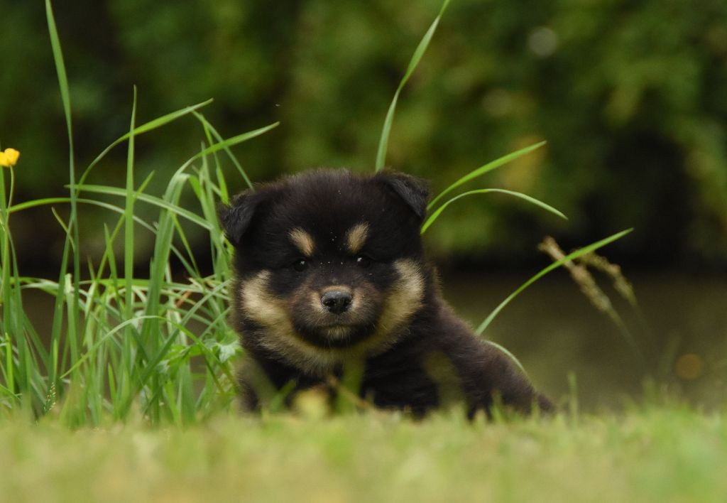 des Collines de Sagne - Chiots disponibles - Chien finnois de Laponie