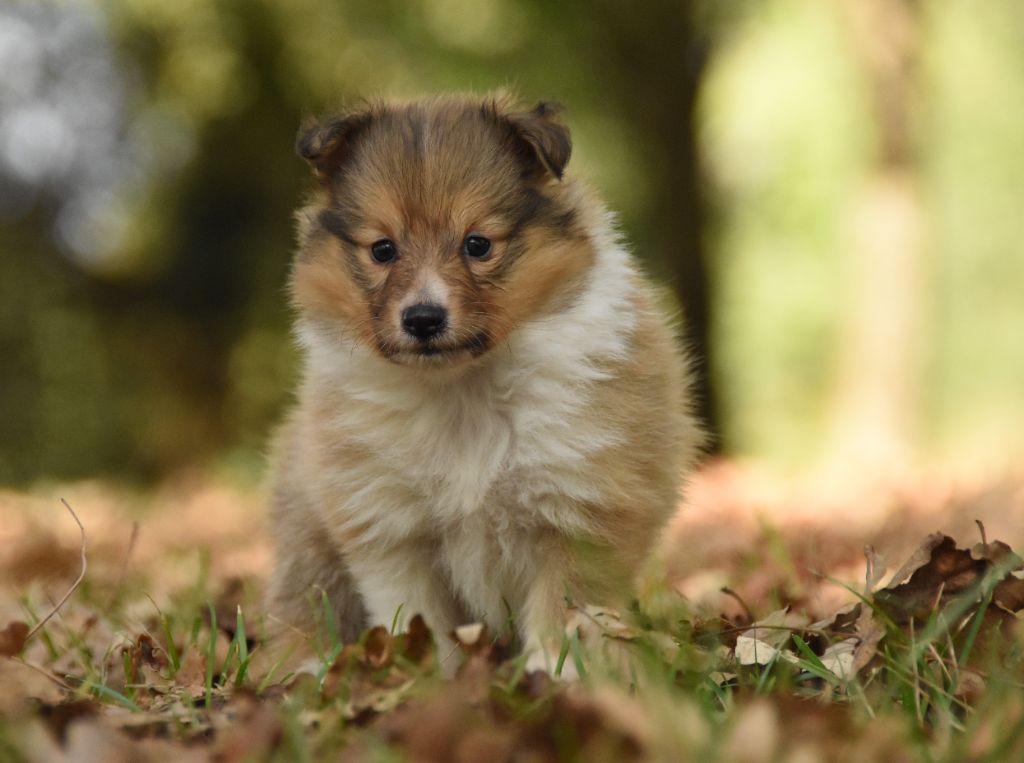des Collines de Sagne - Chiots disponibles - Shetland Sheepdog