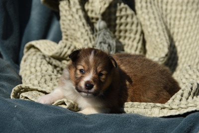 Chiot N°2