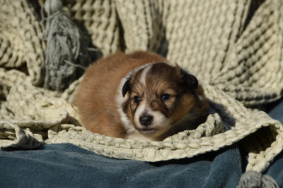 Chiot N°6
