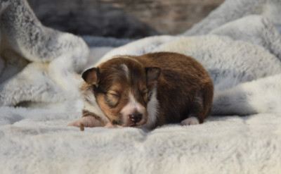 Chiot N°1