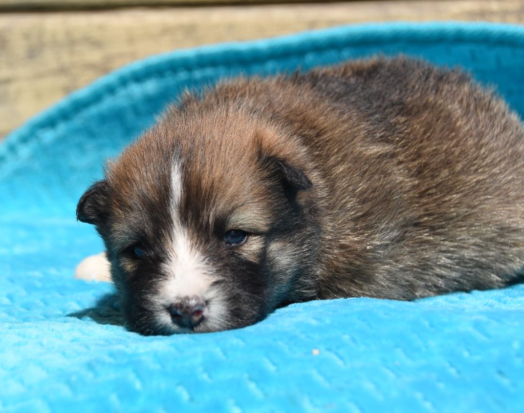des Collines de Sagne - Chiots disponibles - Chien finnois de Laponie
