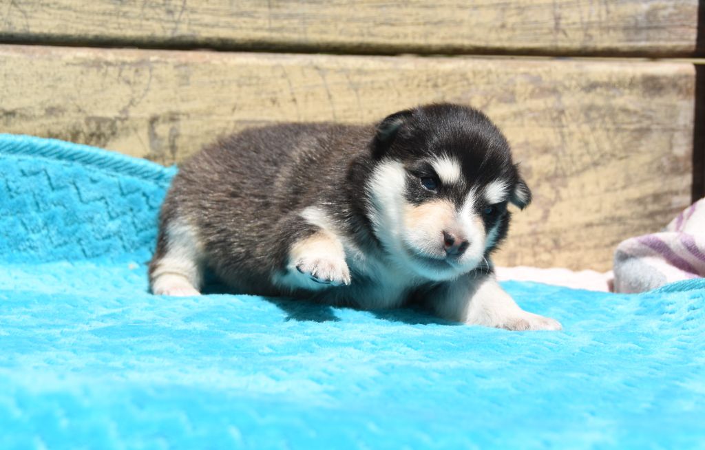 des Collines de Sagne - Chiots disponibles - Chien finnois de Laponie