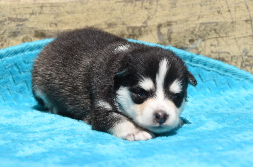 des Collines de Sagne - Chiots disponibles - Chien finnois de Laponie