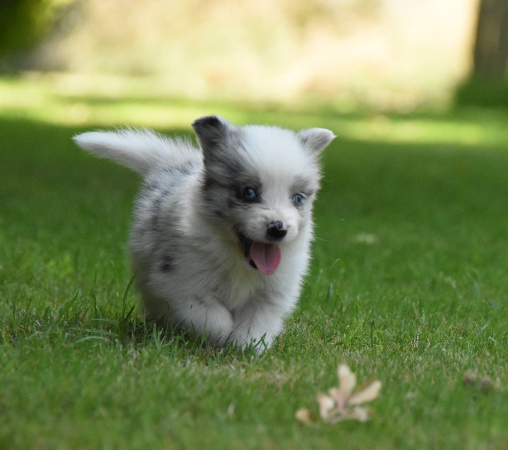 des Collines de Sagne - Chiots disponibles - Border Collie