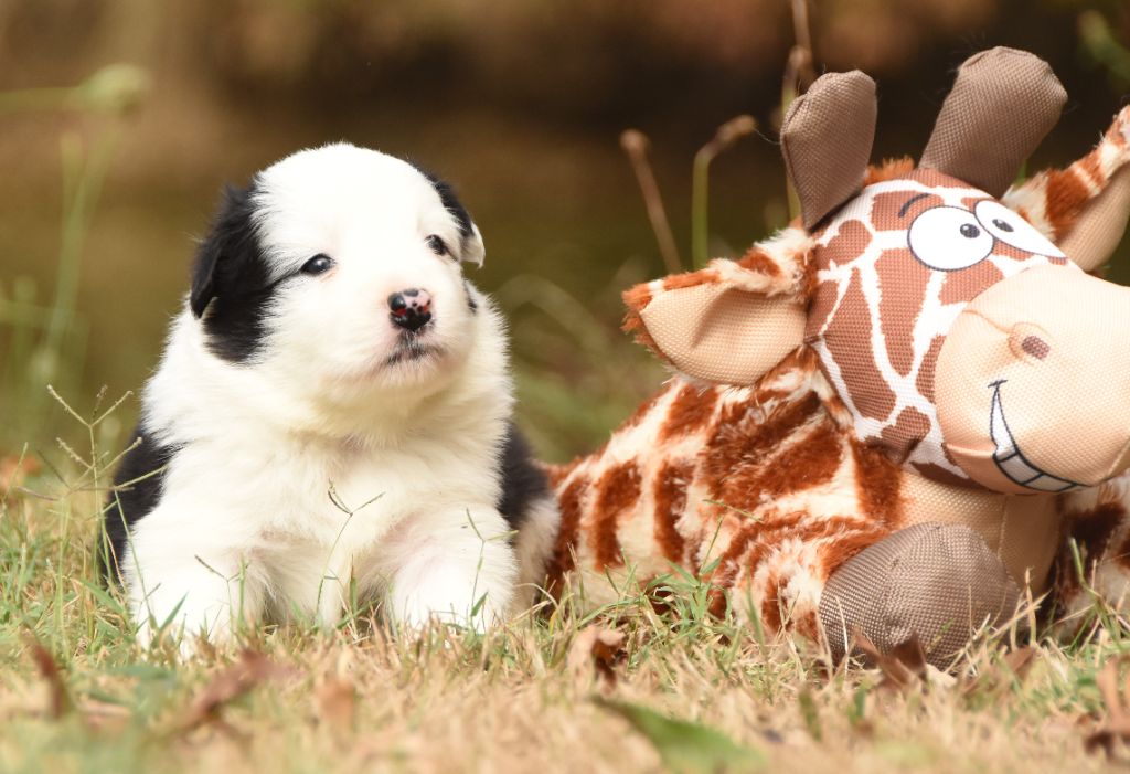 des Collines de Sagne - Chiots disponibles - Border Collie