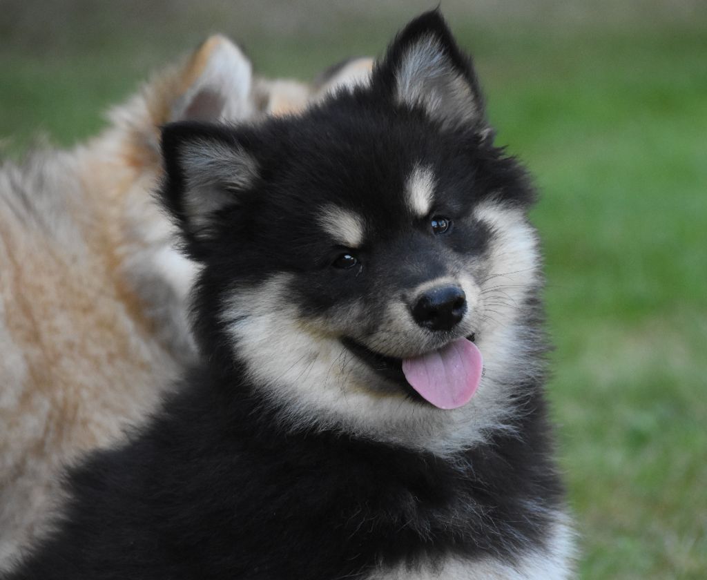 des Collines de Sagne - Chiots disponibles - Chien finnois de Laponie