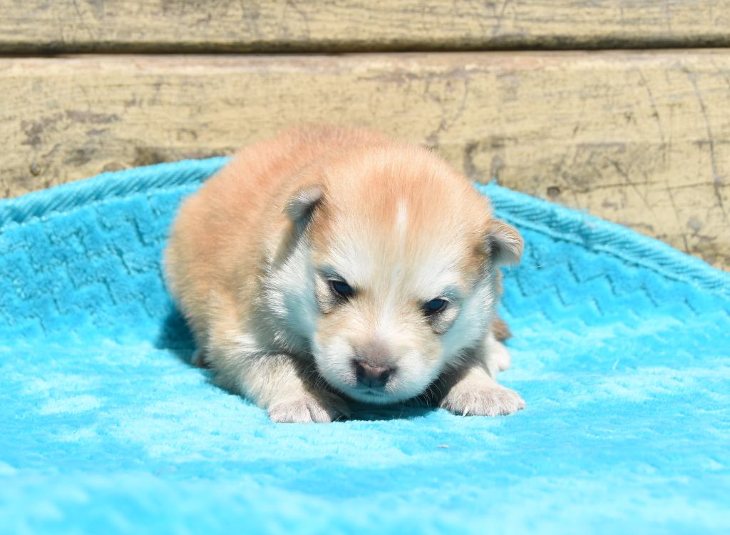 des Collines de Sagne - Chiots disponibles - Chien finnois de Laponie