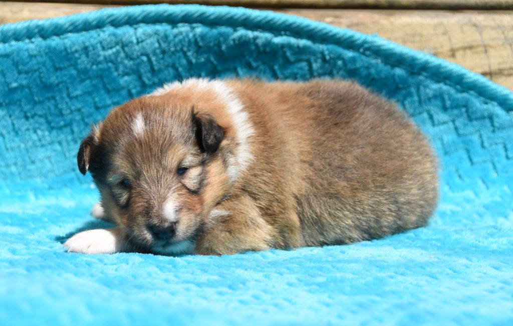 des Collines de Sagne - Chiots disponibles - Shetland Sheepdog