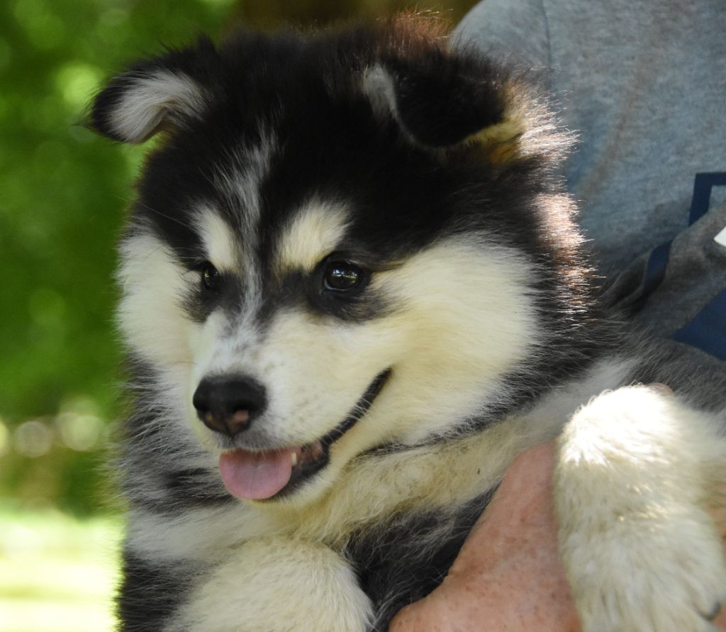 des Collines de Sagne - Chiots disponibles - Chien finnois de Laponie