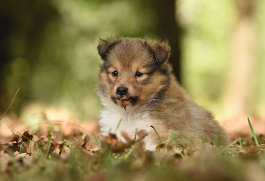 des Collines de Sagne - Chiots disponibles - Shetland Sheepdog