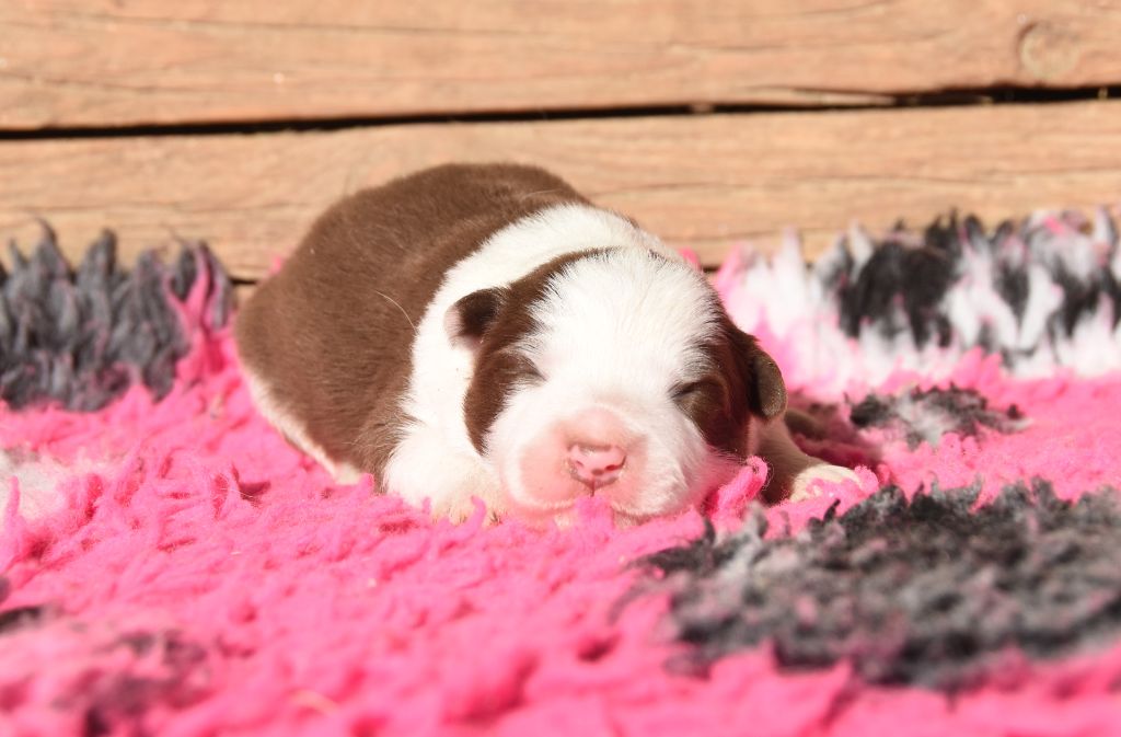 des Collines de Sagne - Chiots disponibles - Border Collie