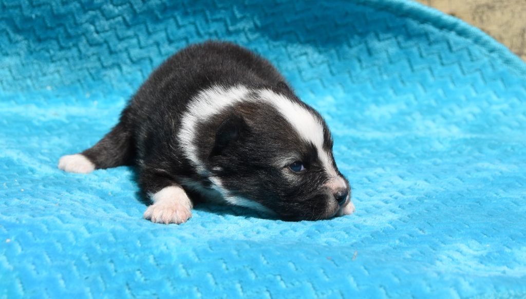 des Collines de Sagne - Chiots disponibles - Chien finnois de Laponie