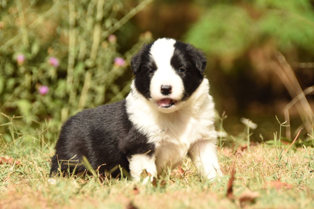 des Collines de Sagne - Chiots disponibles - Border Collie
