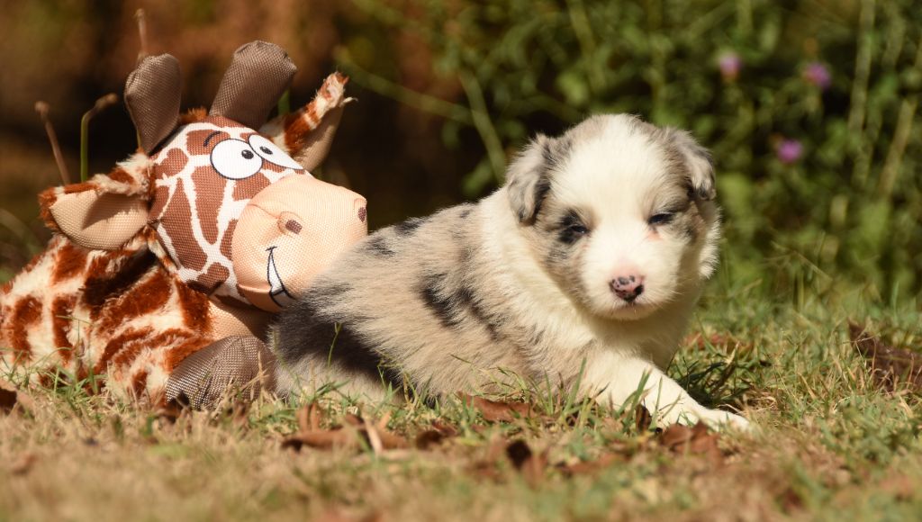 des Collines de Sagne - Chiots disponibles - Border Collie