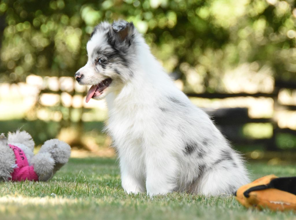 des Collines de Sagne - Chiots disponibles - Border Collie